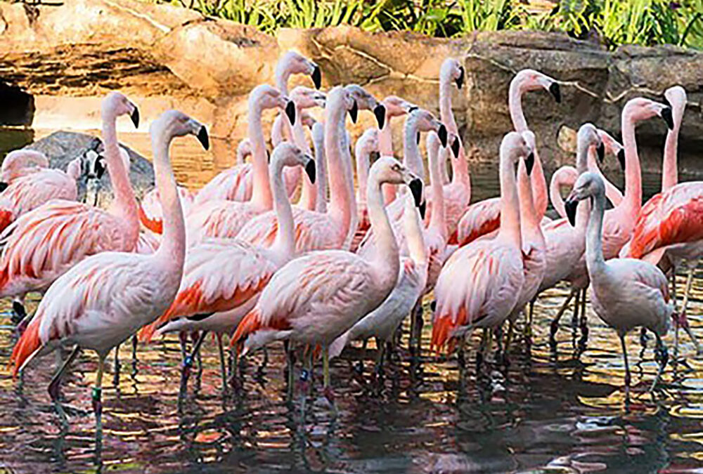 Penguins, flamingos coming to Cape May County Zoo