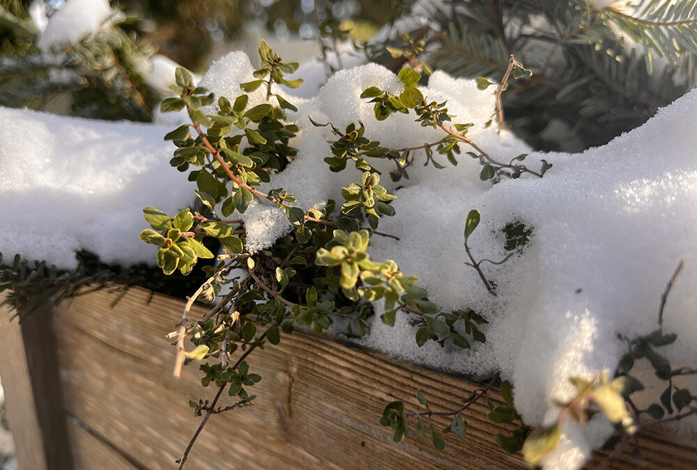 Embracing winter and snow in the garden