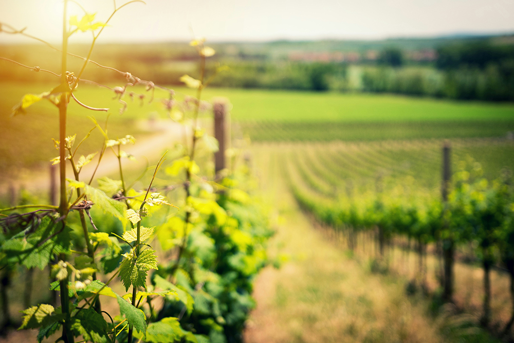 The birth of wine