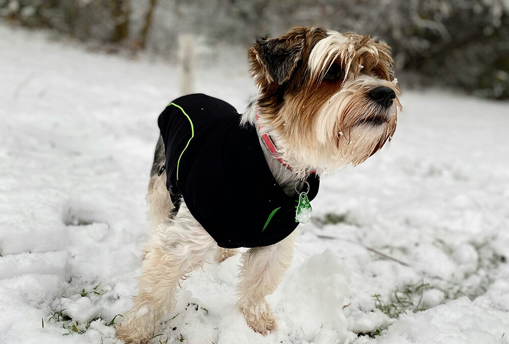 Do you need to bundle your dog up before going outside?