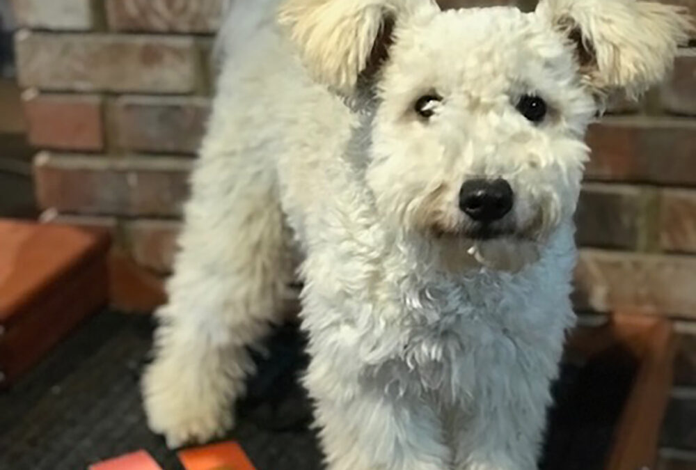 Meet the low-shedding breed: the Pumi