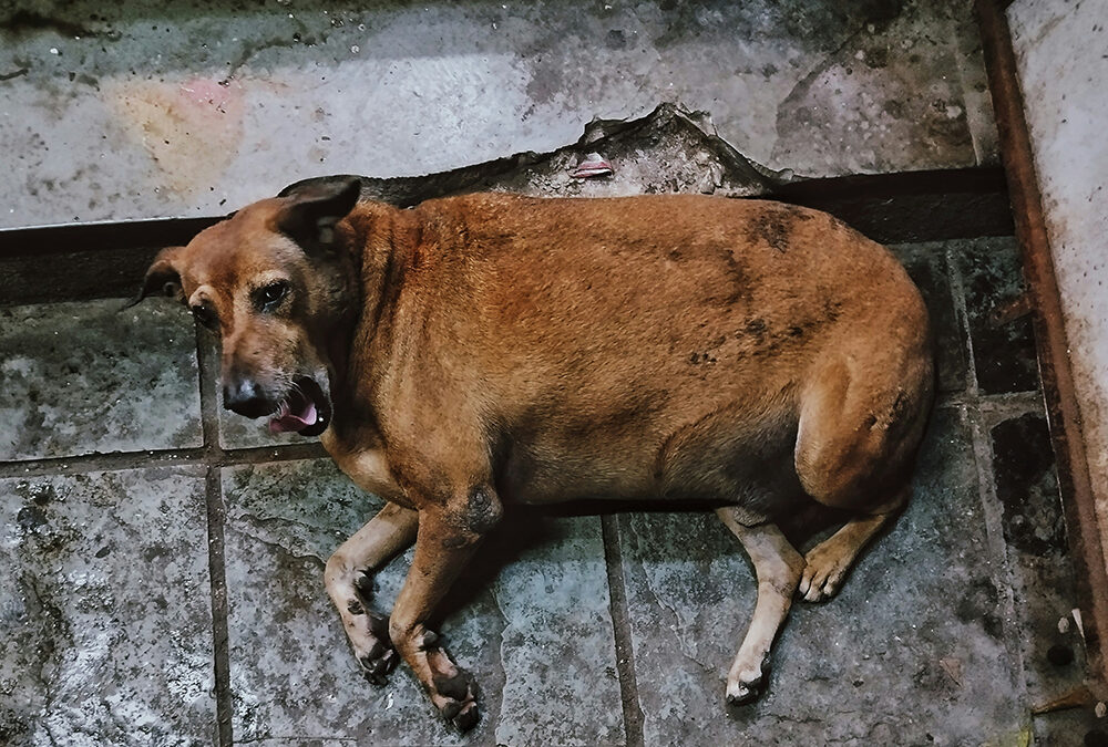 How to prevent and address obesity in dogs
