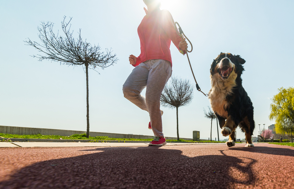 How to exercise an overweight dog responsibly