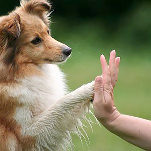 Training dogs to do tricks, from Trick Dog competitions to combatting canine boredom