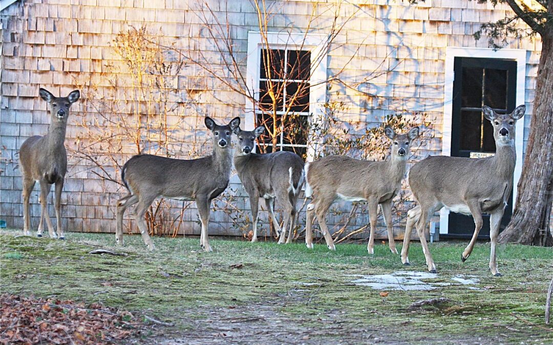 Native Plant Society of New Jersey Southeast Chapter Meeting Feb. 17