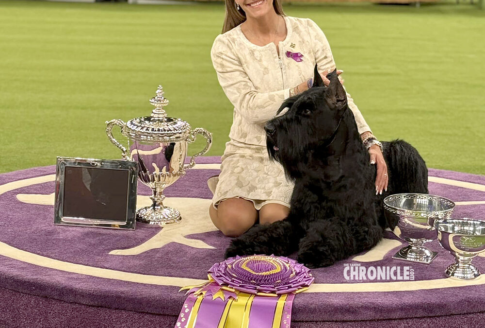 Local dog wins Westminster Best in Show