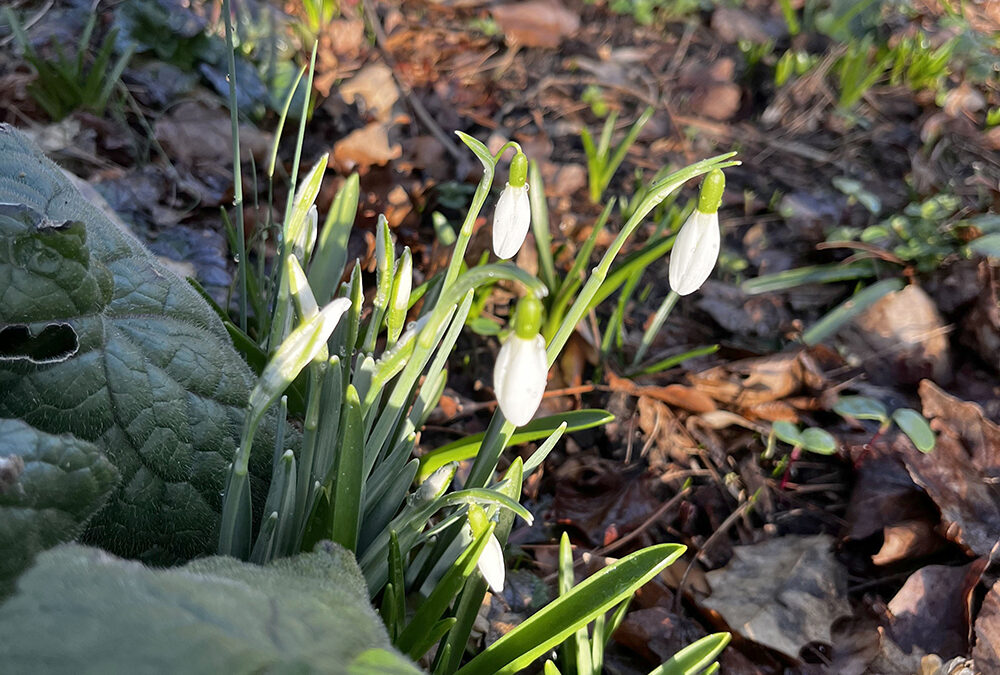 Snowdrops: harbingers of spring bringing cheer, joy and hope!
