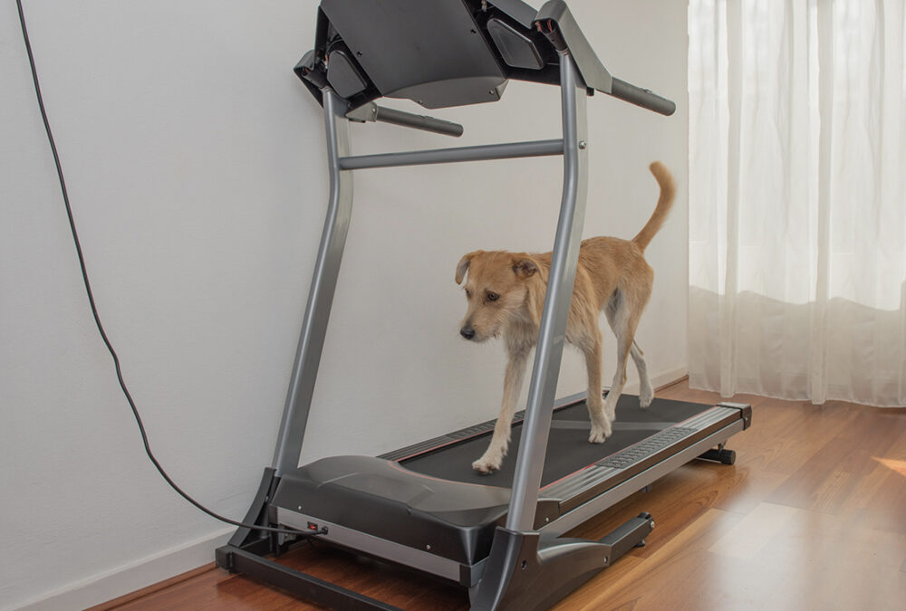 Get your dog on a treadmill