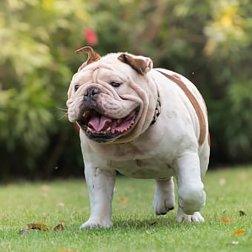 Enlisting help for getting an overweight dog in shape