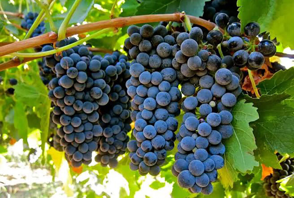 Syrah, Shiraz or Sirah?