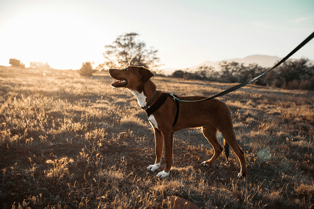 Learn these leash-handling skills for better walks