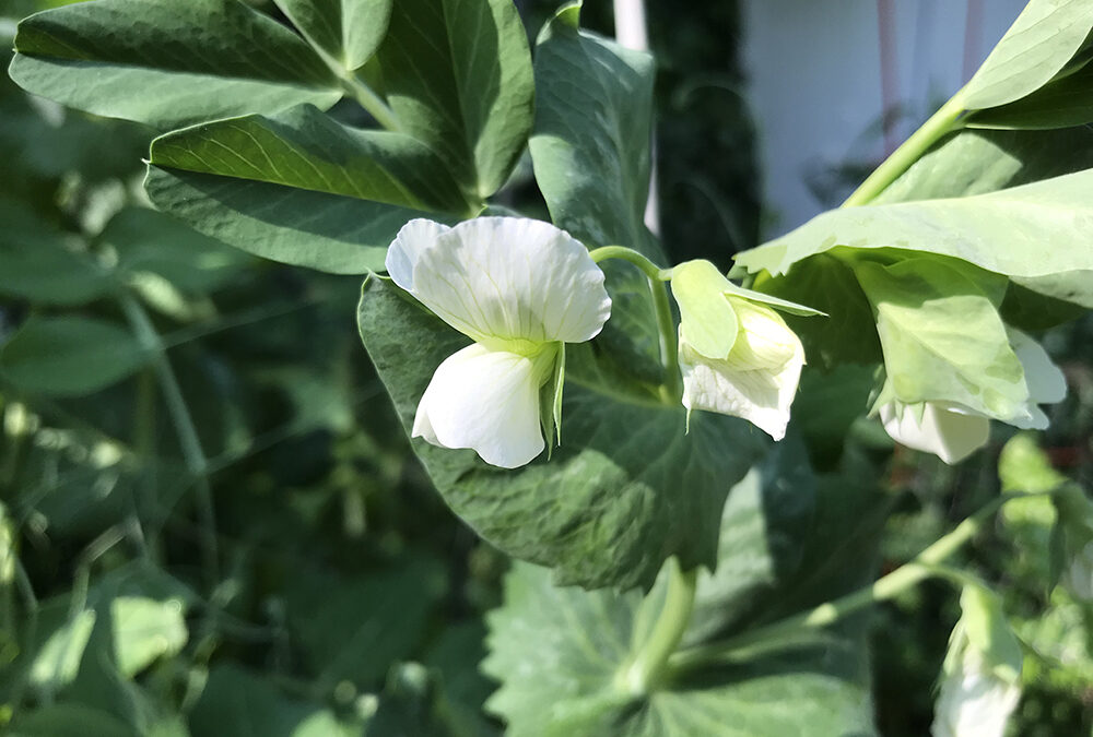 Irish eyes will smile on your peas and potatoes