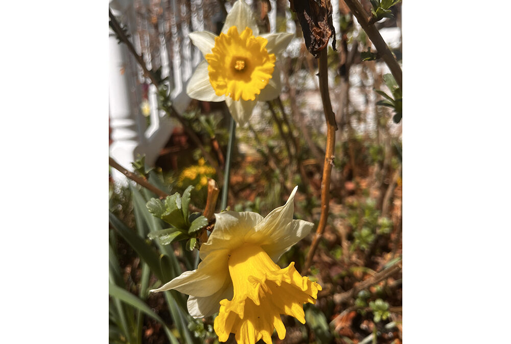 Daffodils announce the arrival of spring