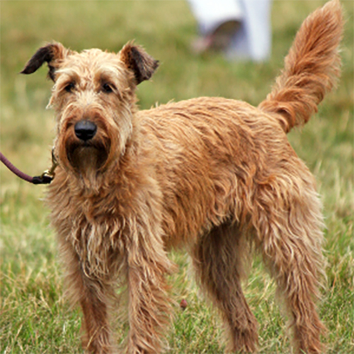 Meet the breed: the Irish Terrier