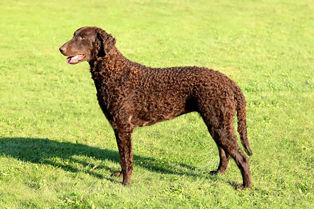 Meet the breed: Curly-Coated Retriever