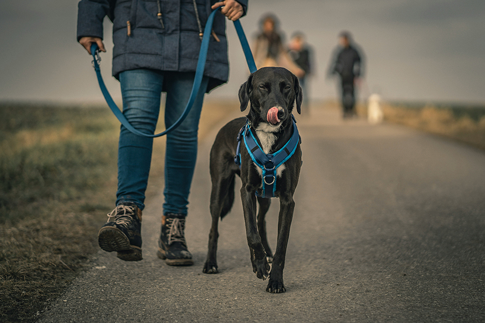 Using lures for dog training