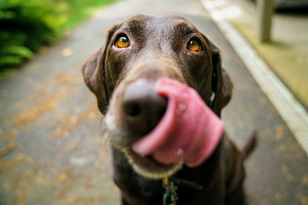 In dog training, ignoring your problems is sometimes a good thing
