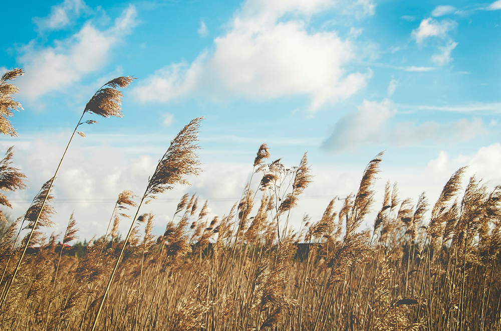 Why has it been so windy?