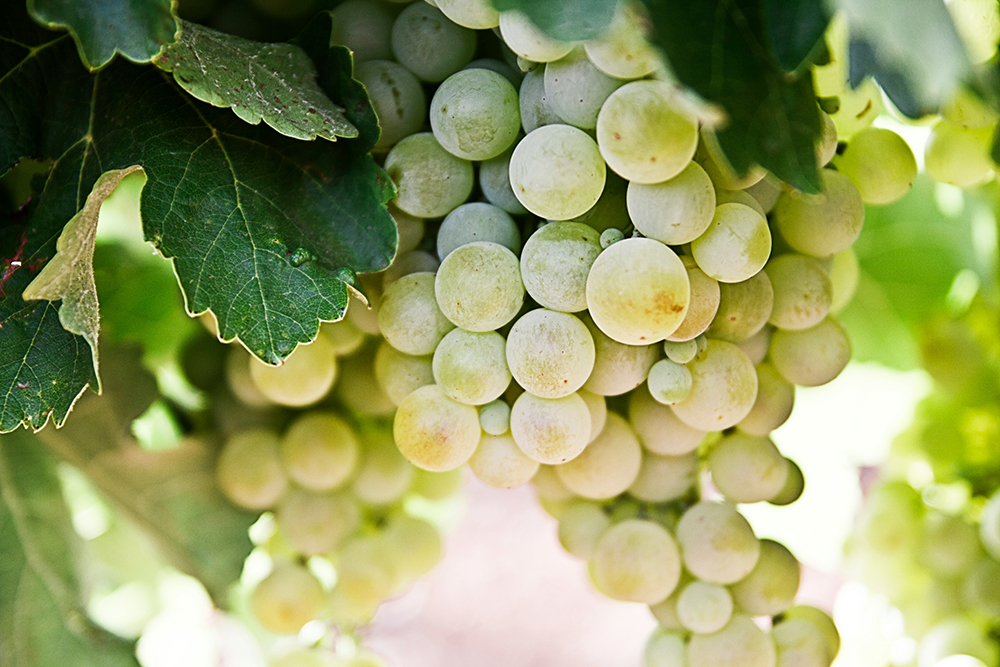Welcome to the ‘grape unknown’