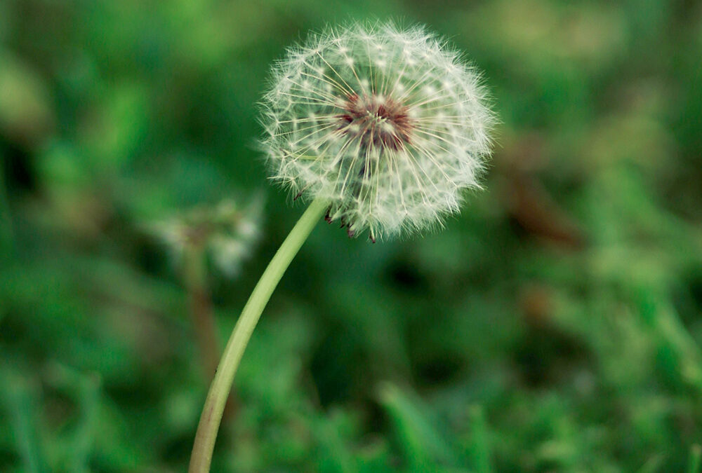 Make a wish upon a dandelion