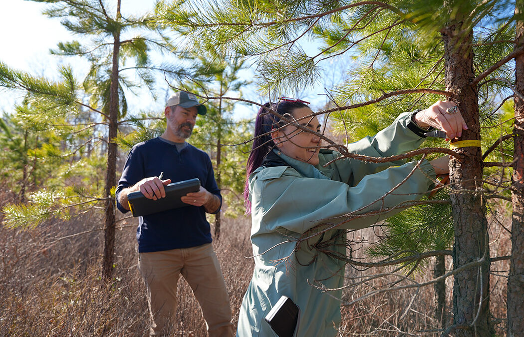 Professor Concerned about Wildfire Threat in ‘Super Dry’ Pinelands National Reserve