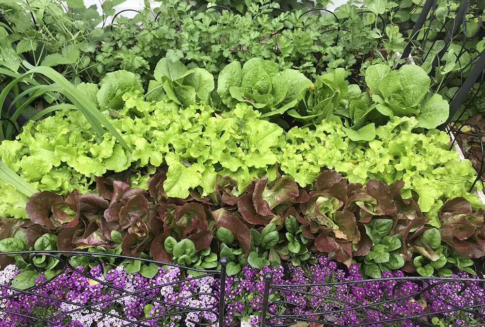 When starting a new garden, keep it simple