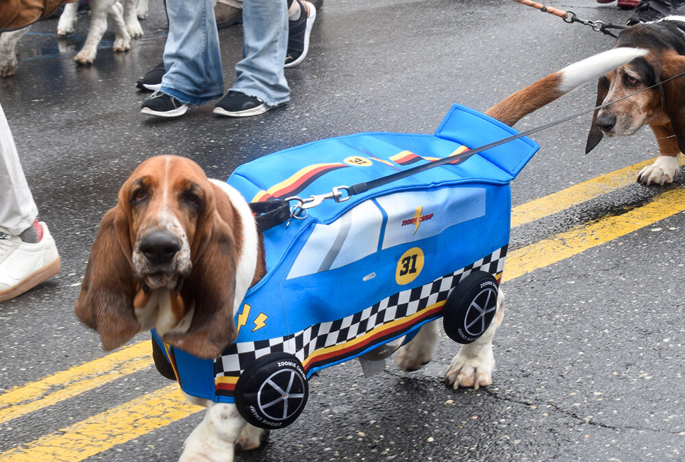 Basset hounds waddle and strut at O.C. Doo Dah Parade