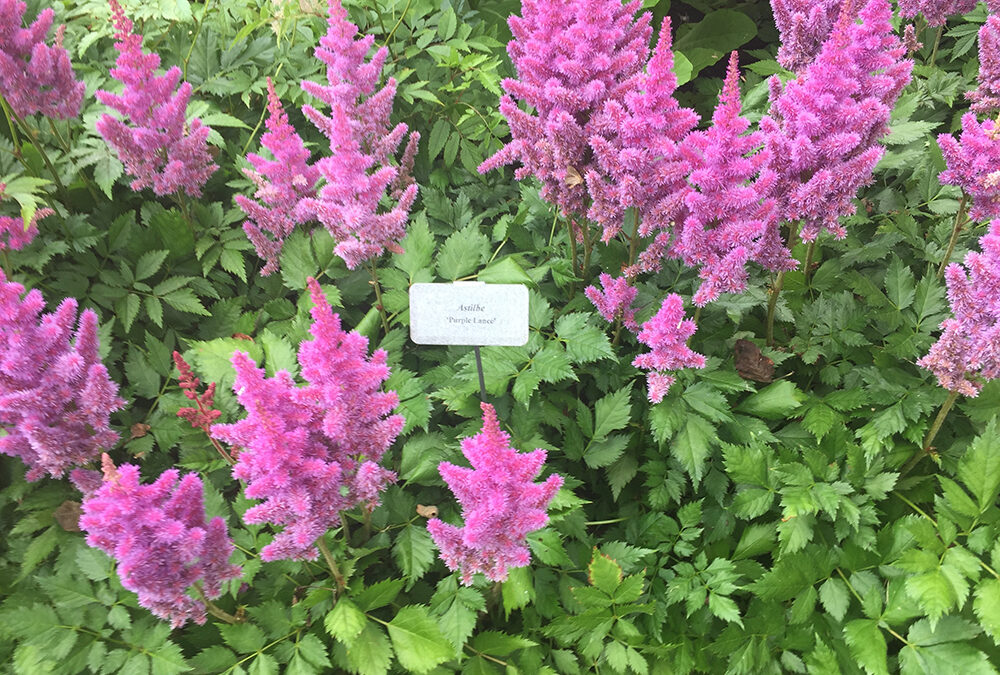 Achieving the ‘great divide’ in the garden