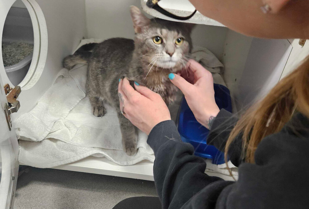 ‘Waived Fee Weekends’ During May at Atlantic County Animal Shelter