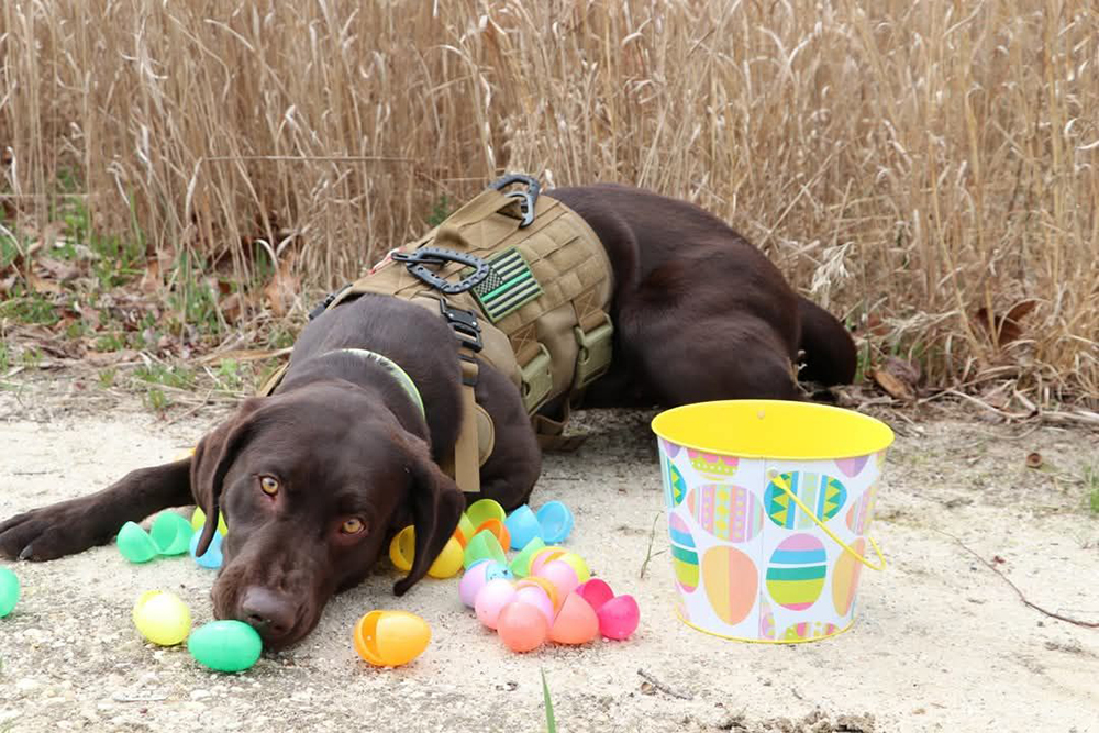 Easter egg hunt for dogs was a walk in the park