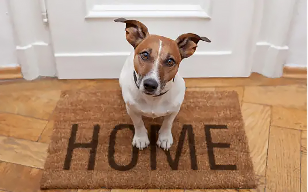 How to make your move smooth for your pets