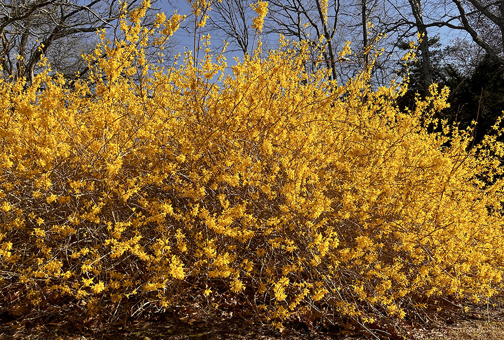 Forsythias: A lesson in hopeful anticipation