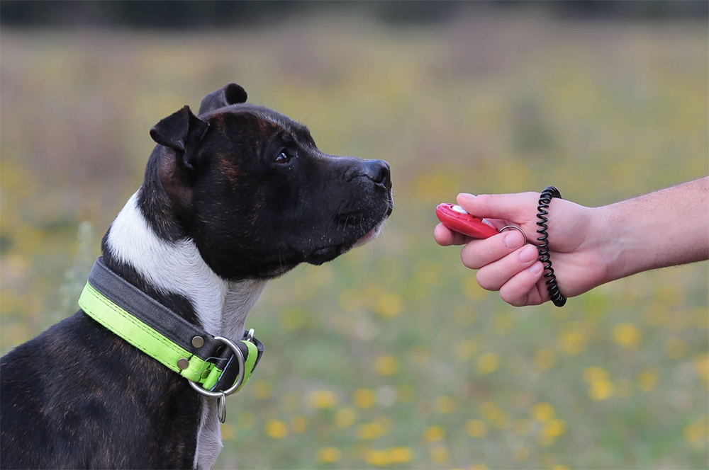 How to make training click for your dog