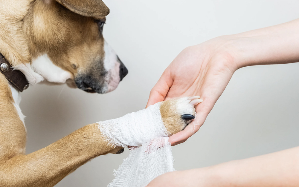 Dog care 101: How to handle hot spots