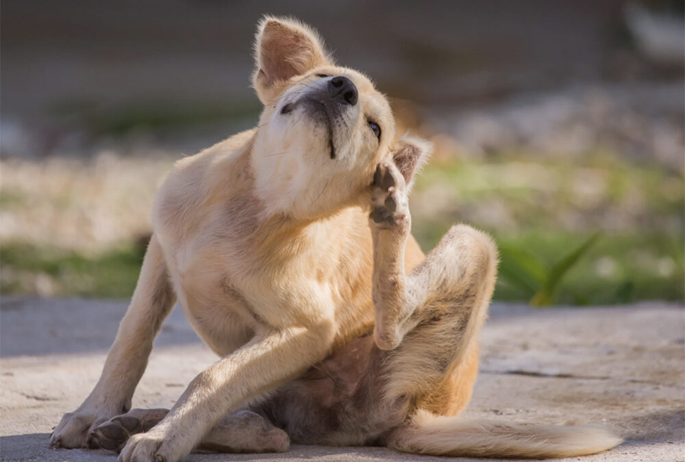 Why your dogs might be scratching all the time