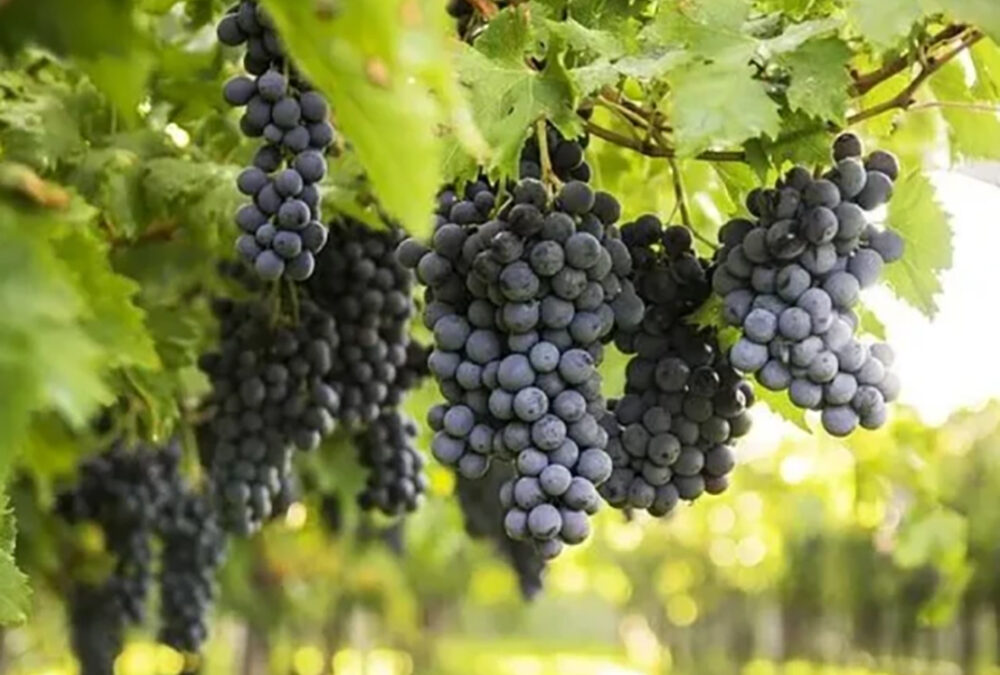 Sangiovese: Italy’s pride and joy