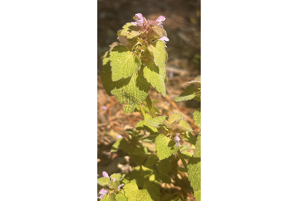 Dead nettle: Love it, leave it, pull it or eat it?
