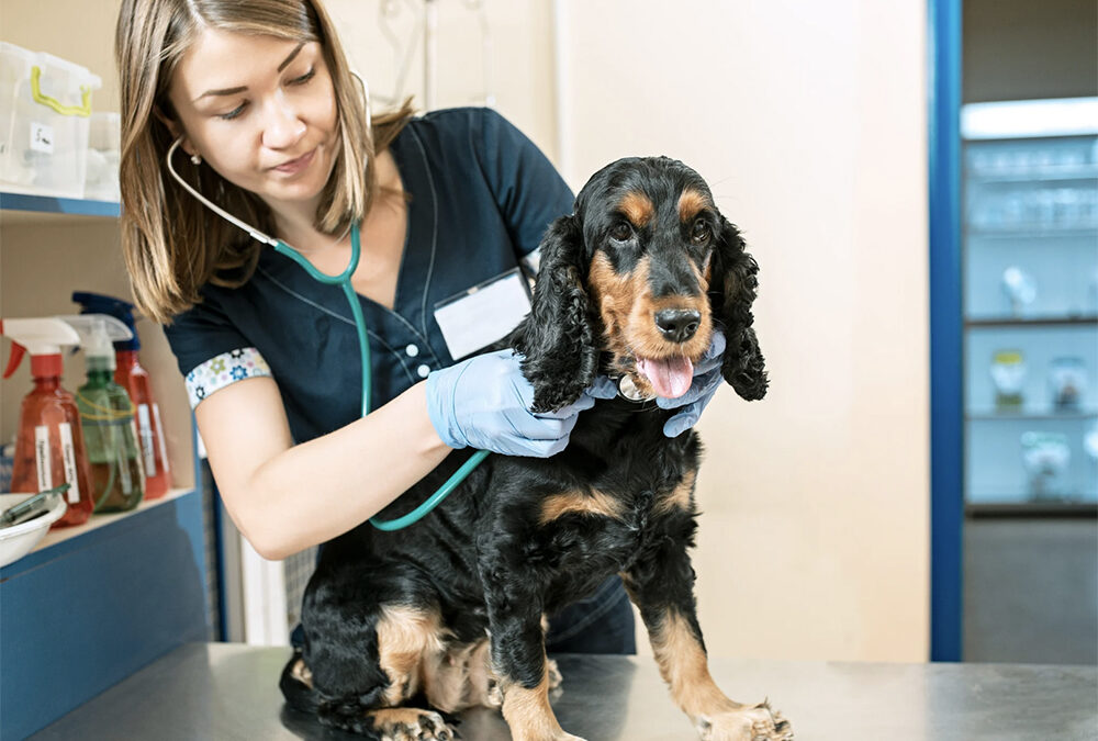 Are pet insurance plans worth it?
